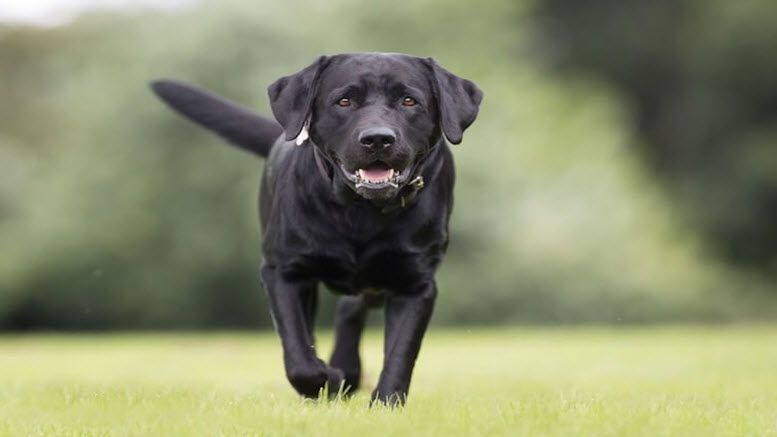 Best Dog Names for Black Labrador Retrievers