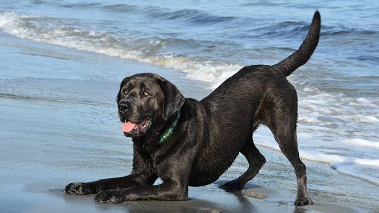 Best Dog Names for Black Labrador Retrievers