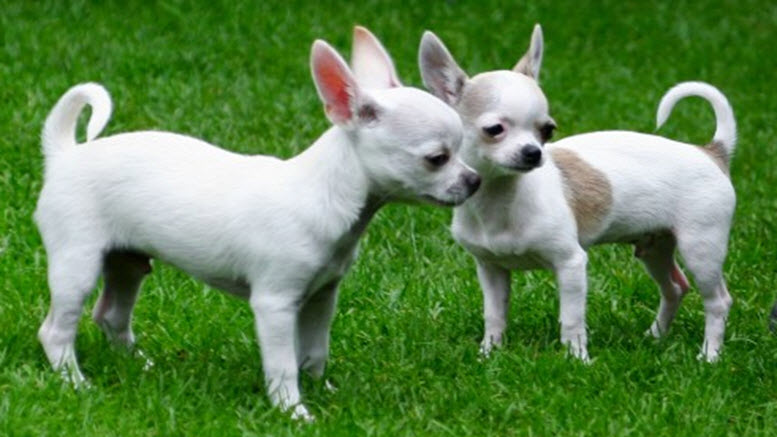 Boy Chihuahua names