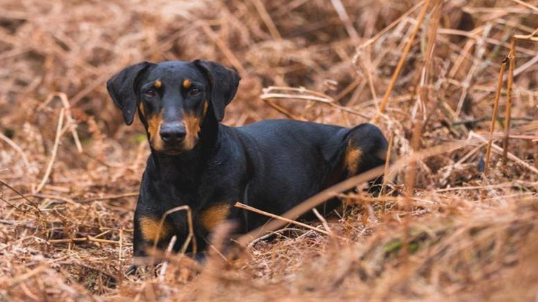 Male doberman names