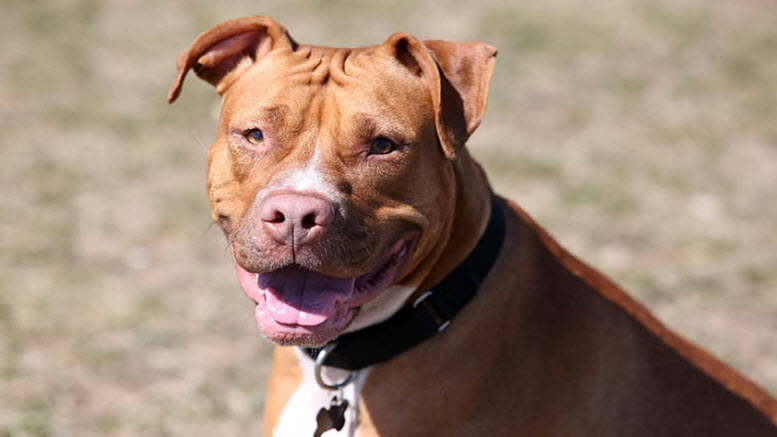 Brown pitbull names