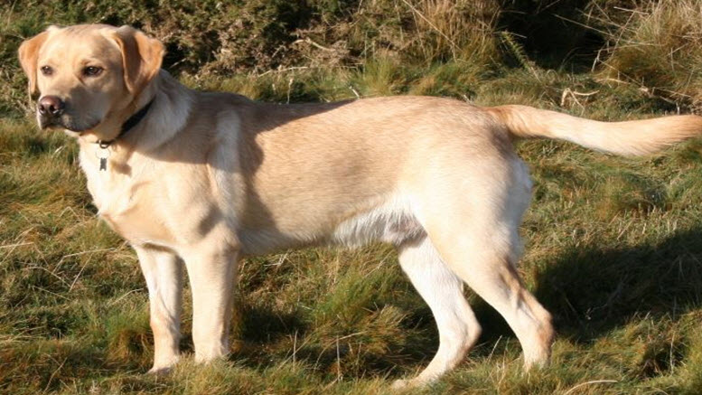 Boy labrador names