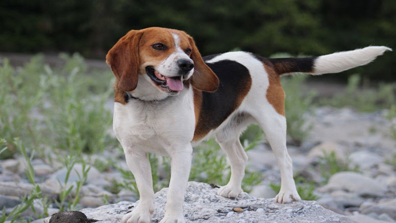 Male beagle names