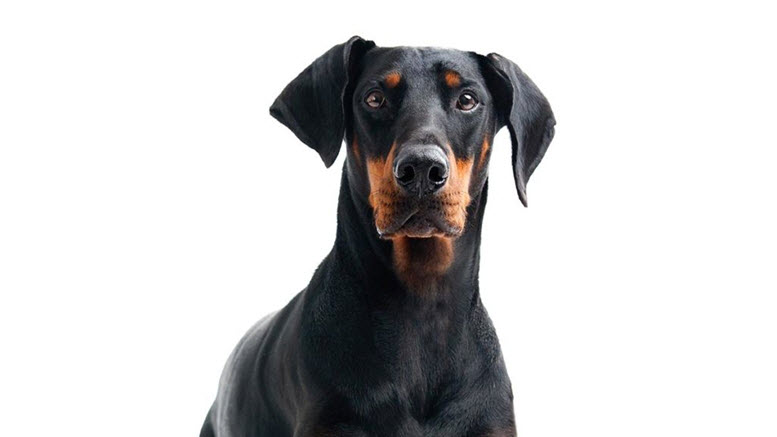 Boy doberman names