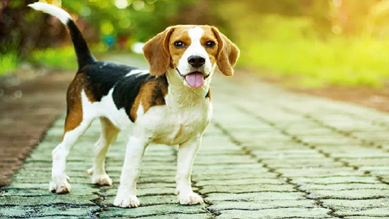 beagle dog names