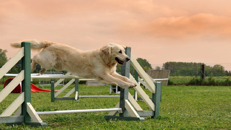 best golden retriever names boy