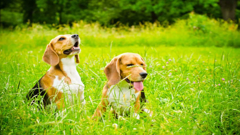 cute girl beagle names