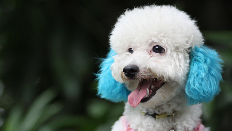 female poodle dog