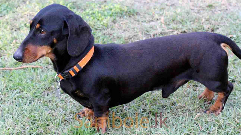 Boy dachshund