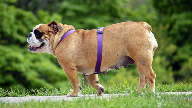 Female english bulldog