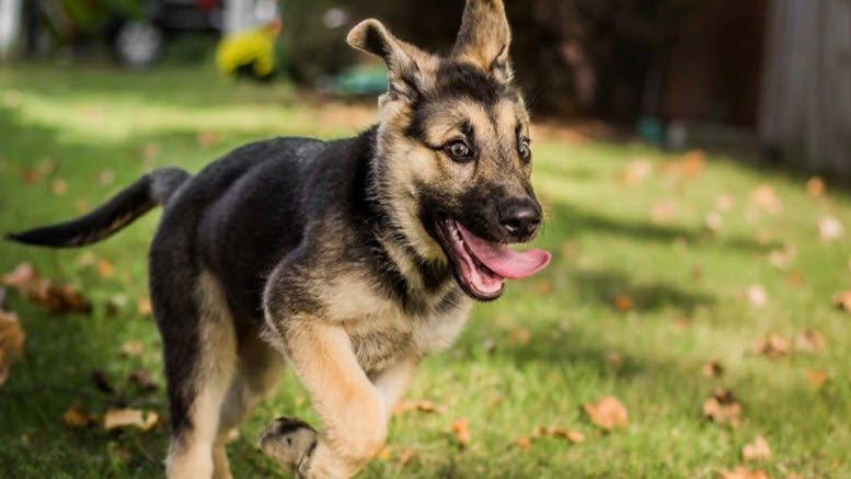 badass german shepherd dog names