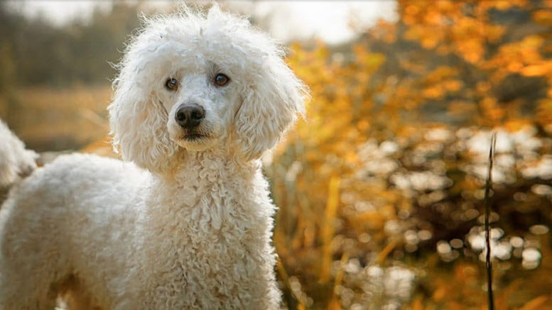 girl poodle dog