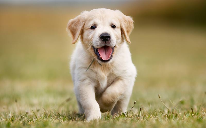 female golden retriever puppy names