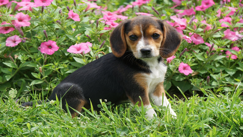 good female beagle names