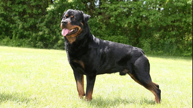 male rottweiler names