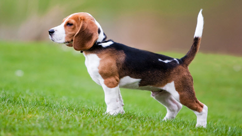 Boy beagle