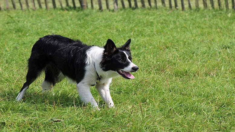 male border collie names