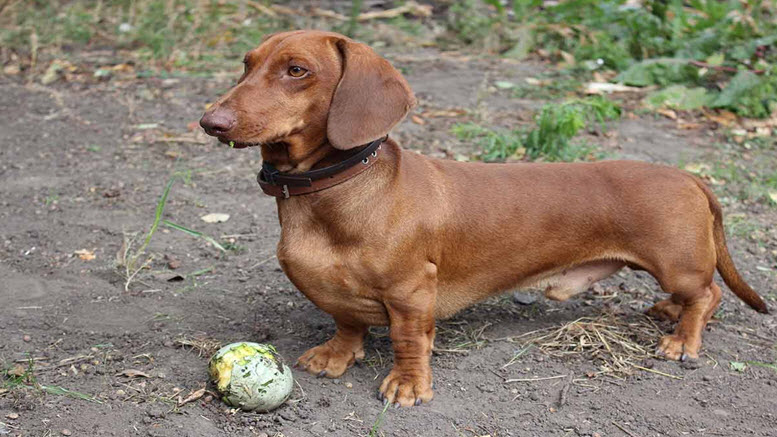 male dachshund names