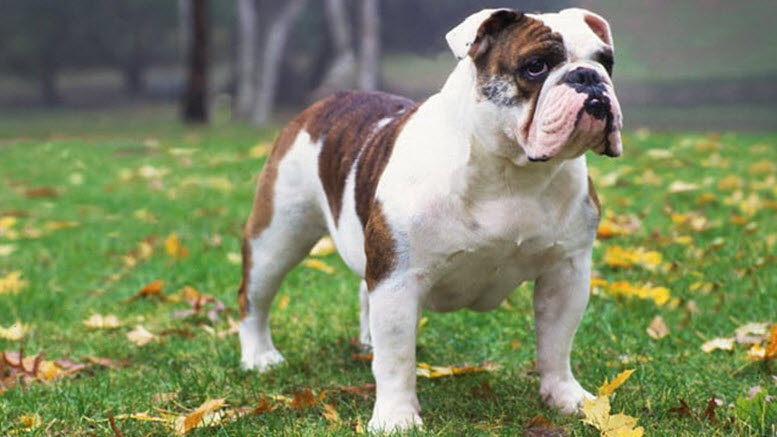 male english bulldog names