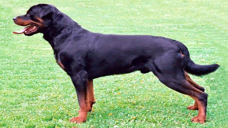 rottweiler puppy names male