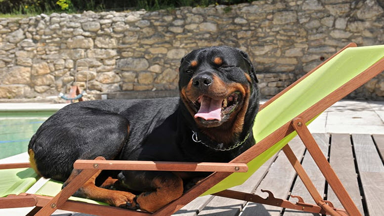 rottweiler names