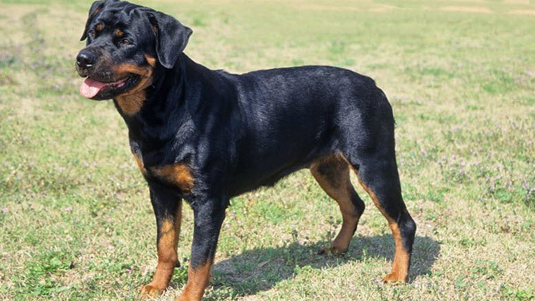 female rottweiler names