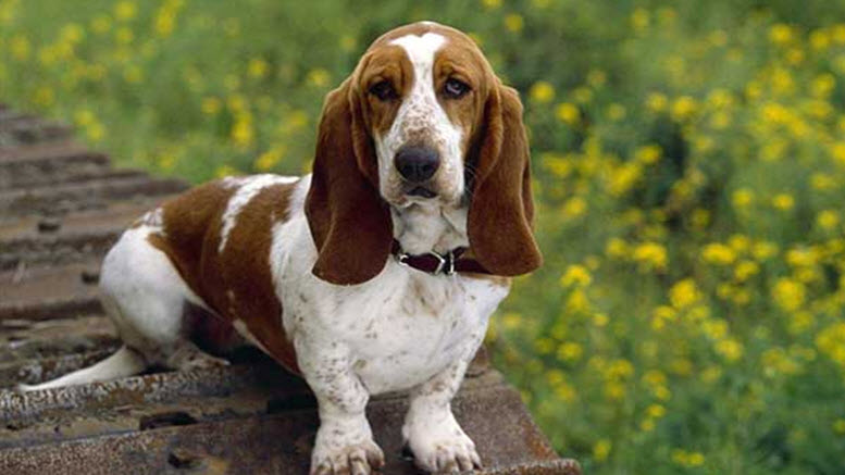 Basset hound names boy