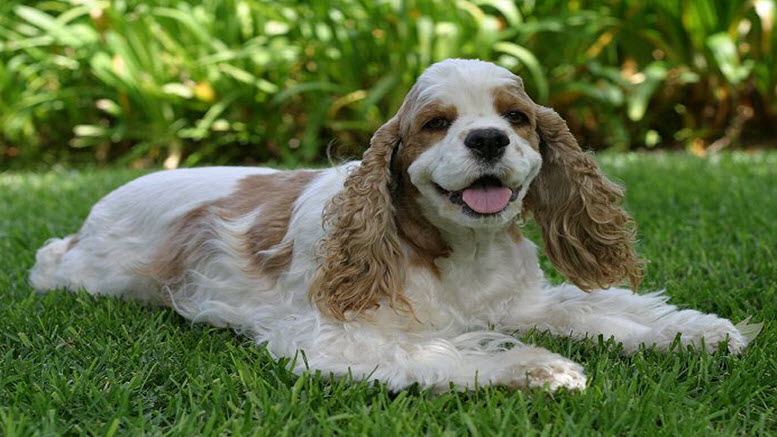 Cocker spaniel Girl