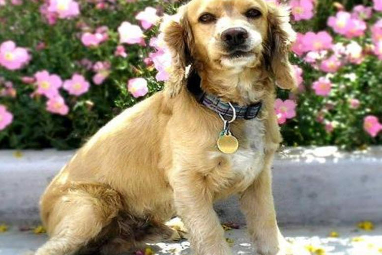 Cocker spaniel Male