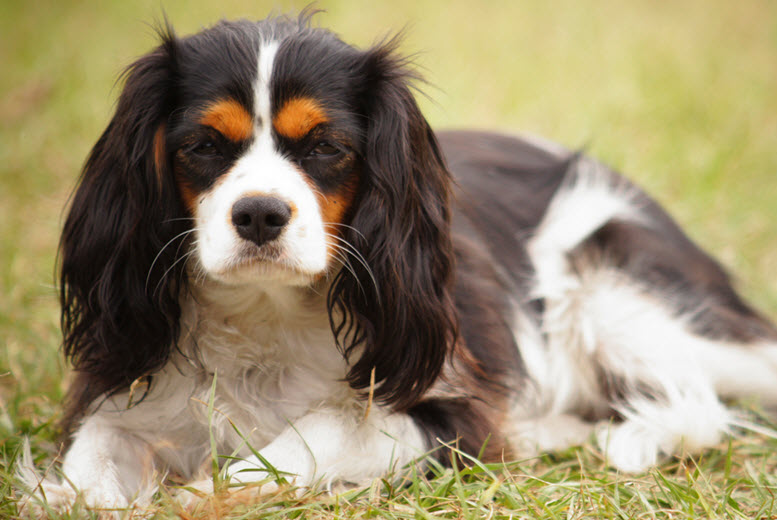 Cute cavalier king charles spaniel names