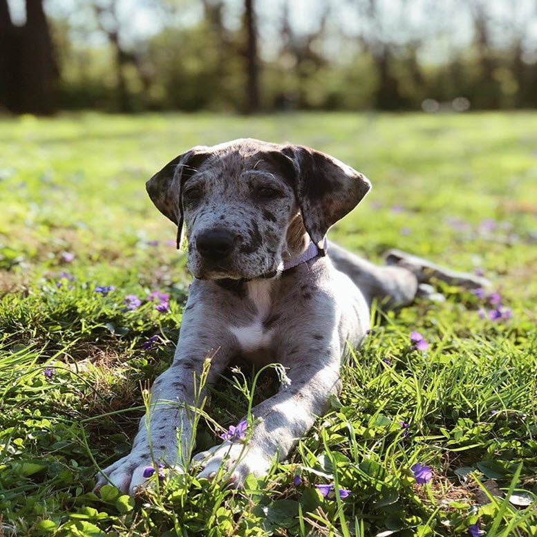 Girl great dane dog