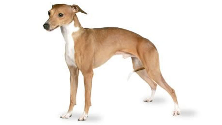  Italian Greyhound