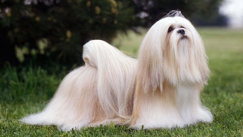 Lhasa Apso girl names