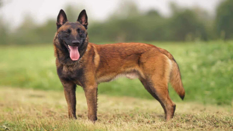 best belgian malinois