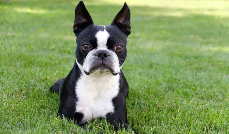 Cool boston terrier names