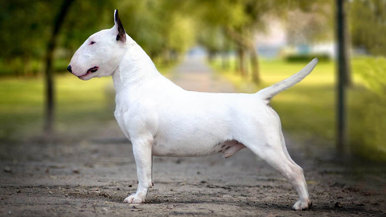 bull terrier names male