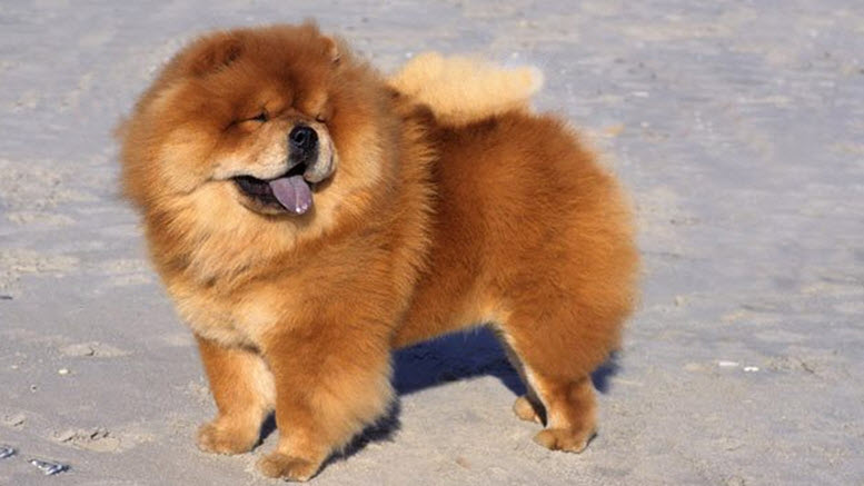 Chow chow male names