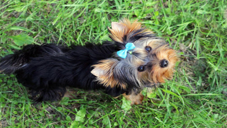 female yorkie names