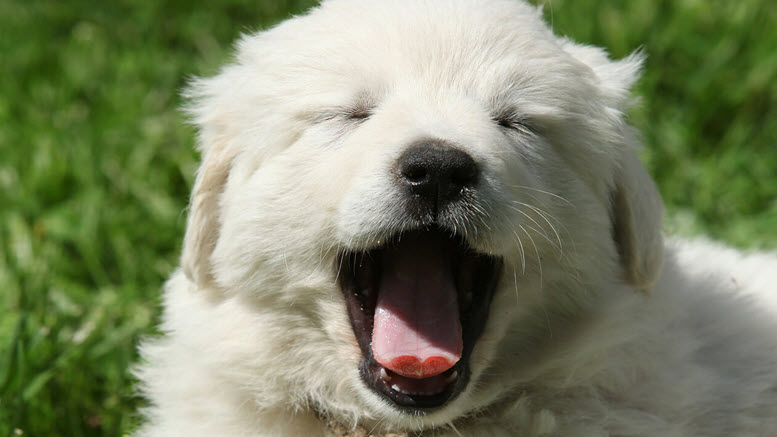 famous great pyrenees names