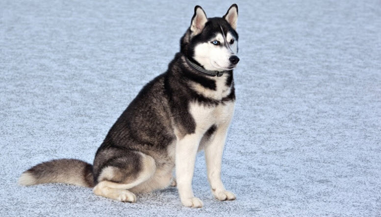 Husky dog names male