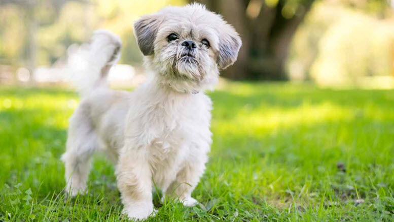 shih tzu boy names