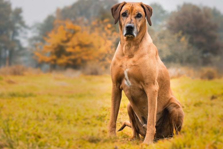 ridgeback names