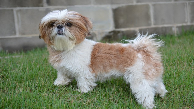 male shih tzu names