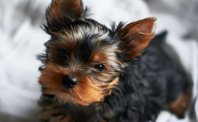 male yorkie names