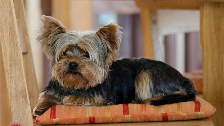 yorkshire-terrier-names