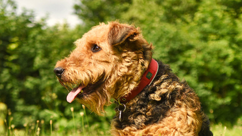 Airedale Terrier dog breed