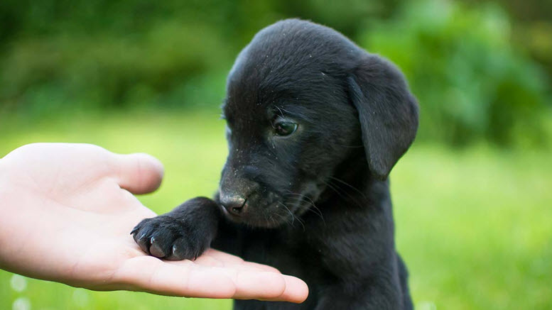 Black puppy names