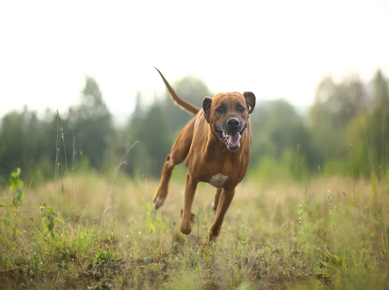 Strong Boy Dog Names - Strong male Dog Names