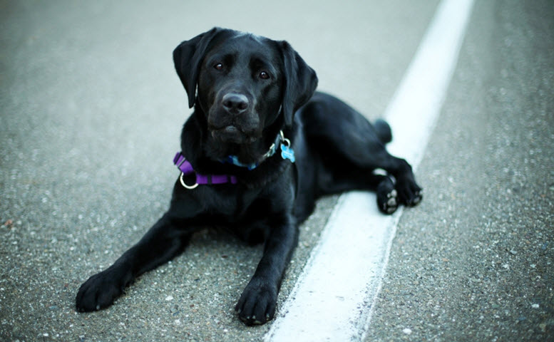 Good names for black dogs