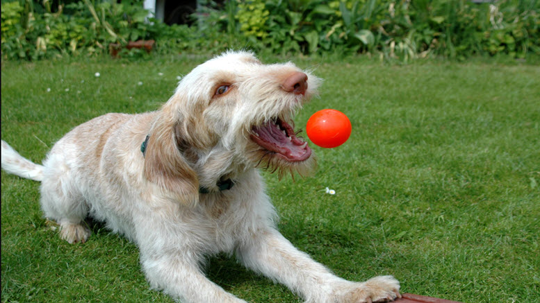 Italian Dog Names for Spinone Italiano